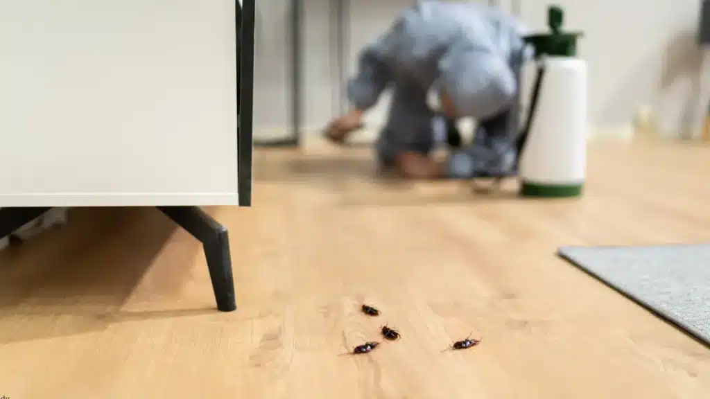 Pests 1 Black Dog Pest Solutions