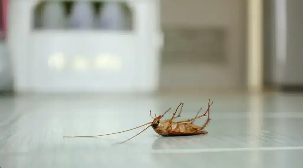 Up close photo of a cockroach on their back