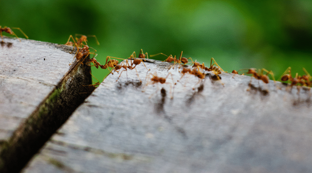 Colony of Ants
