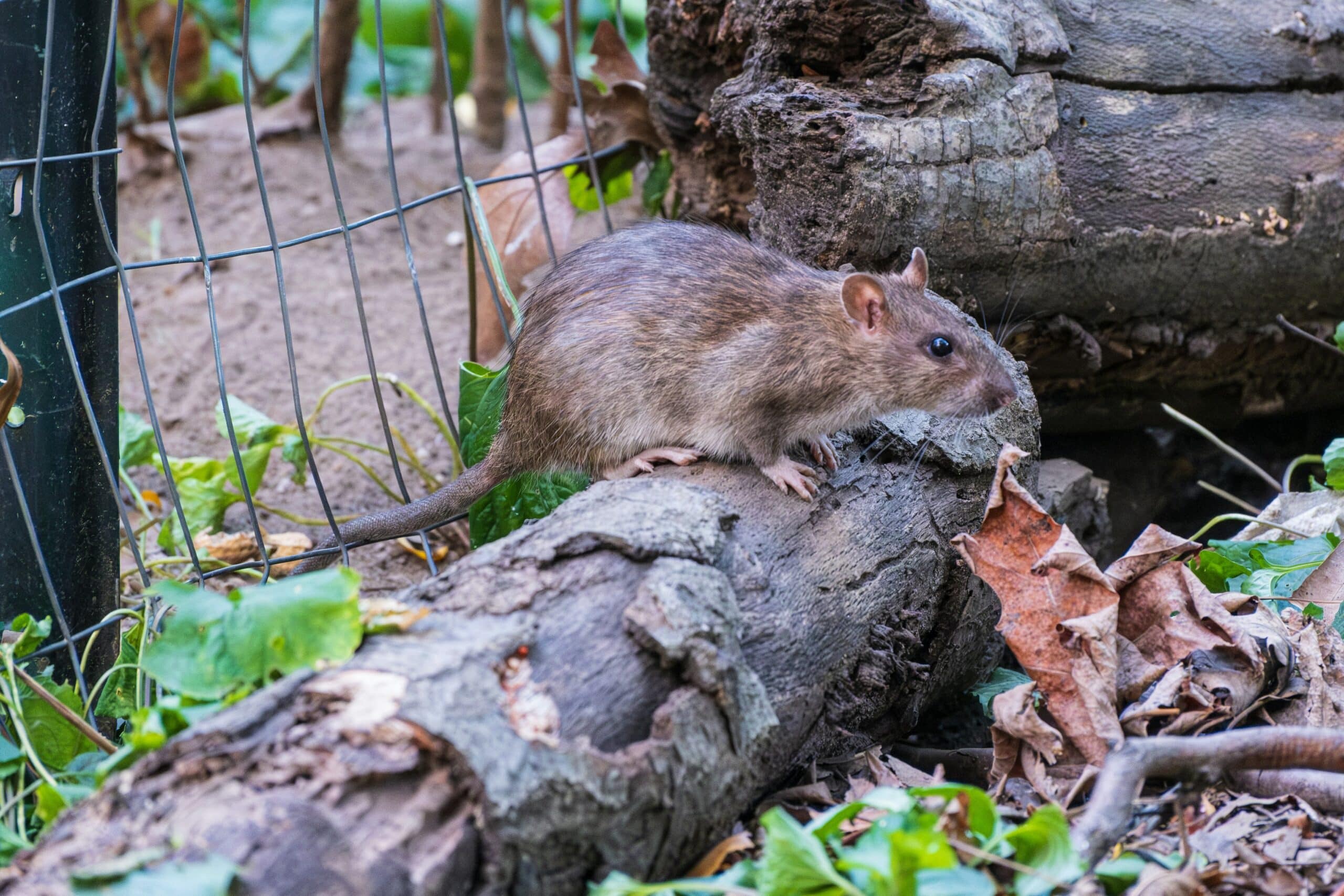 Rat perched on a small stump