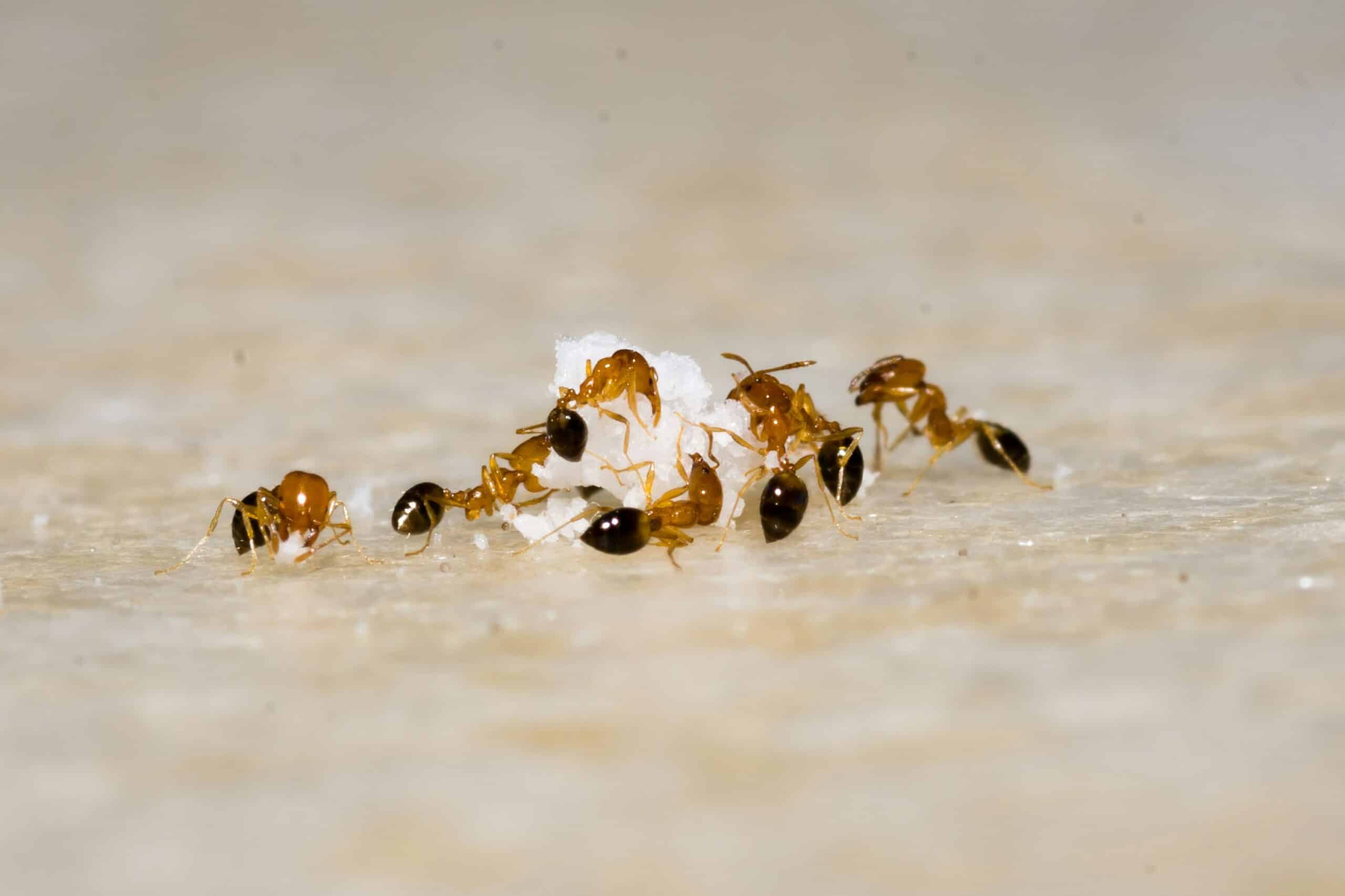 Group of Ants feeding