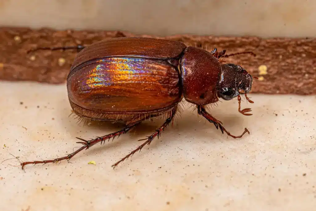 Beetle