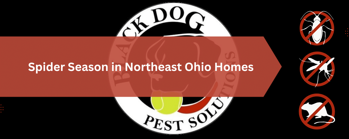 Spider Season in Northeast Ohio Homes