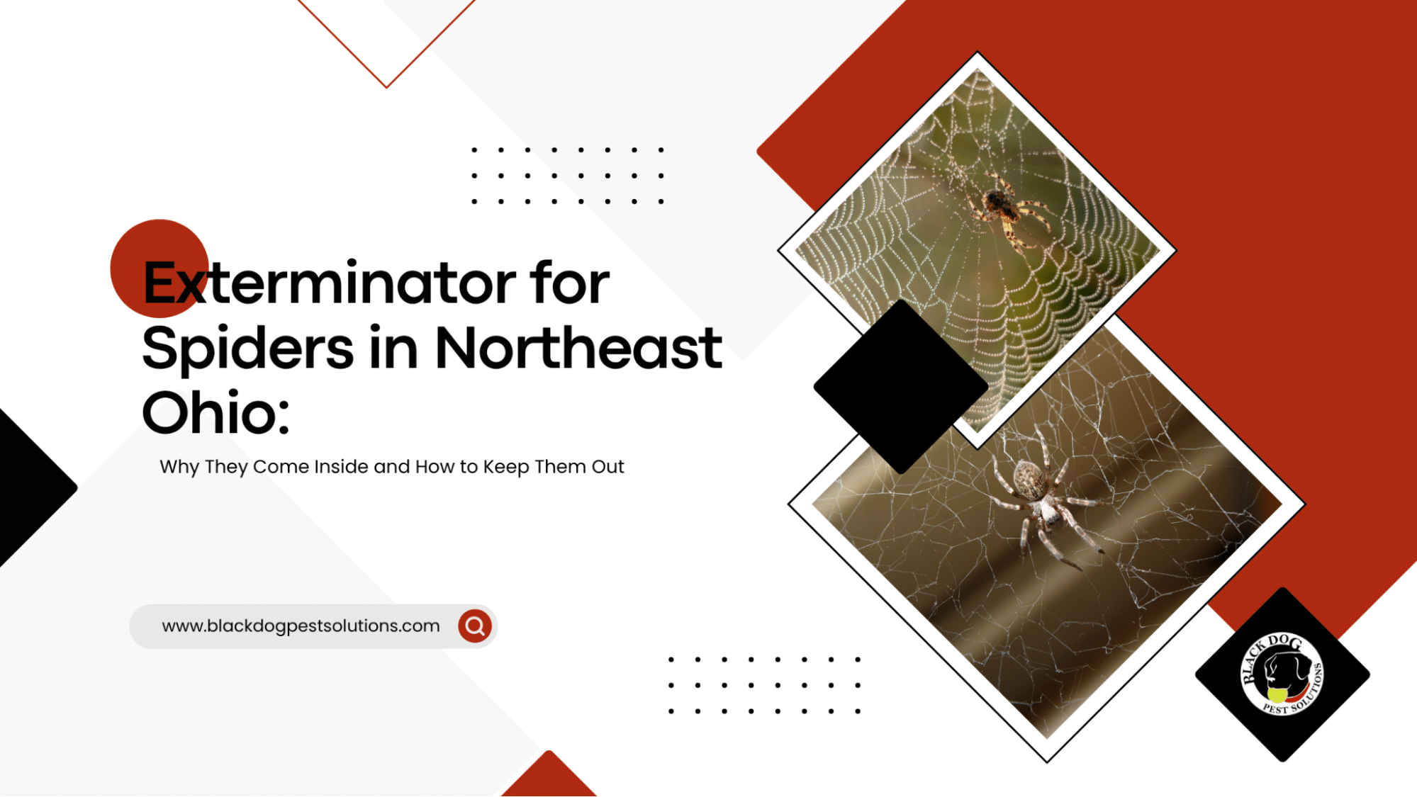 Exterminators for Spiders in Northeast Ohio