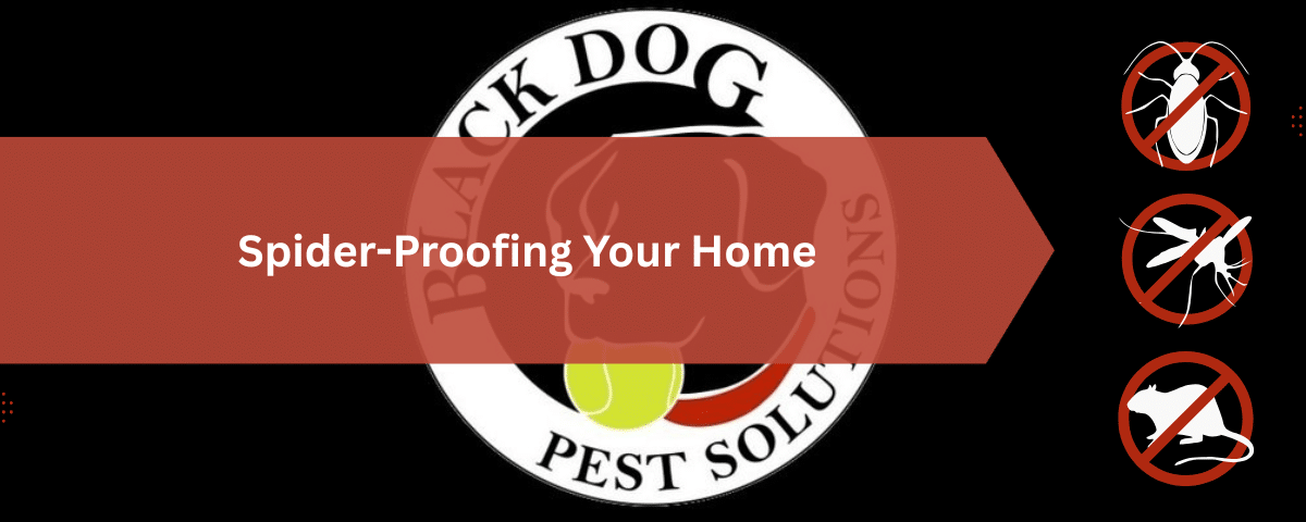 Spider-Proofing Your Home